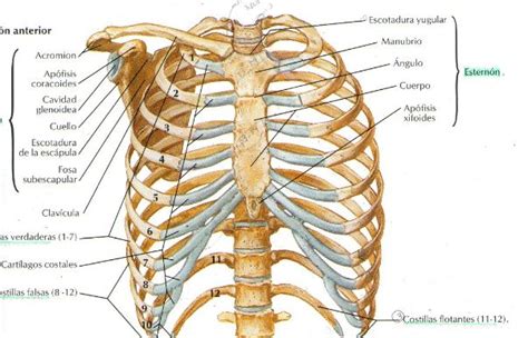 Pin Em Anatomia