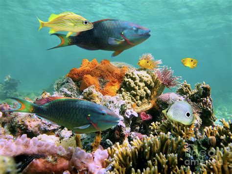 Colorful Marine Life In A Coral Reef Caribbean Sea Photograph By Dam