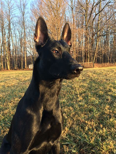 Luka Belgian Malinois 11 Months Animales Pastor Belga Razas De Perros