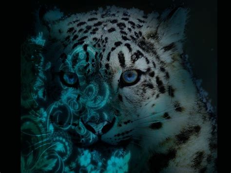 Cool Snow Leopard Wallpapers Top Free Cool Snow Leopard Backgrounds Wallpaperaccess