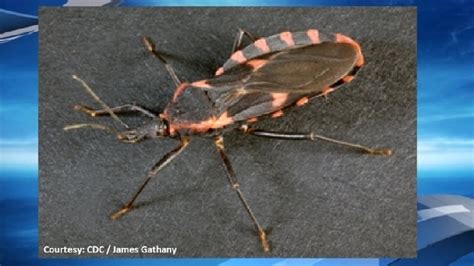 Deadly Kissing Bug Found In Pennsylvania Whp
