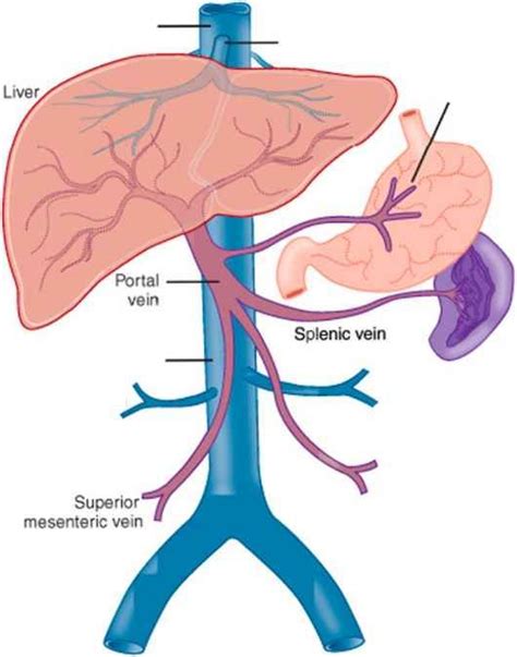 Portal Vein And Splenic Vein Anatomy Digestive