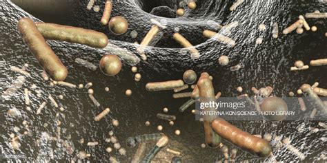 Bacteria In A Biofilm Illustration High Res Vector Graphic Getty Images
