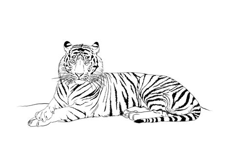 Coloriage Tigre 13676 Animaux Dessin à Colorier Coloriages à