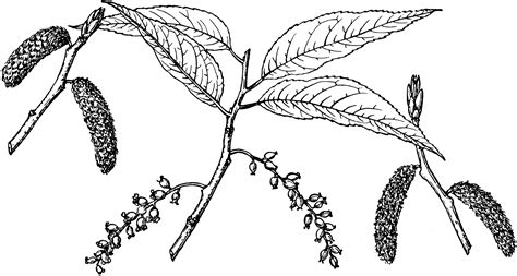 Branch Of Narrowleaf Cottonwood Clipart Etc