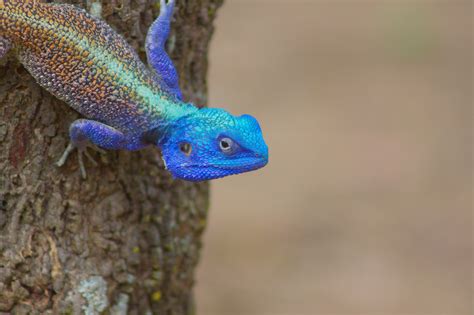Blue Headed Agama Lizard Zambia Rlizards