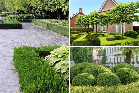 12 Different Types Of Boxwood Shrubs 2022