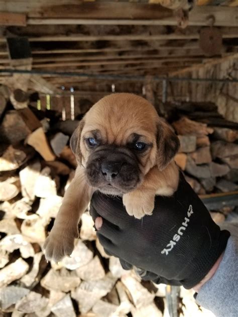 Puggle Puppies For Sale Halifax Ma 394368 Petzlover