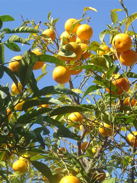 Lanka Oranger Citrus Sinensis