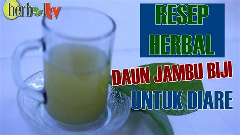 Cara mengolah daun sirsak untuk kanker bisa anda lakuka sendiri di rumah. Cara Mengolah Ramuan Herbal Daun Jambu Biji Untuk Mengatasi Diare - YouTube