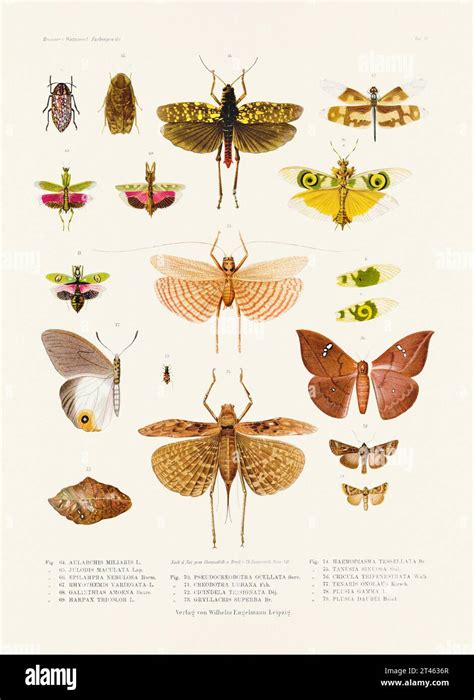 Una Ilustraci N De Insecto Vintage De Una Placa De Libro Alemana Del