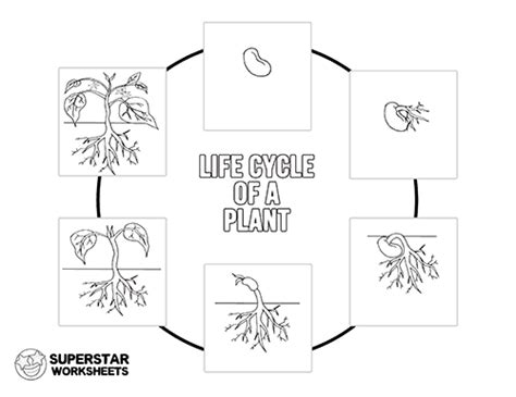 Plant Life Cycle Worksheets Superstar Worksheets