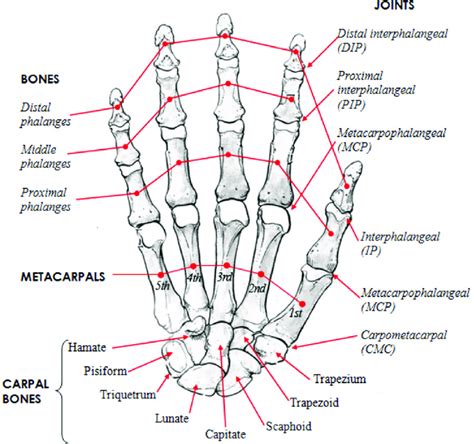 Bone Anatomy Hand Abba Humananatomy