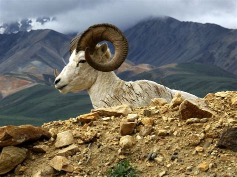Noctuvita Photo Dall Sheep In Denali National Park By Barry Lutz In