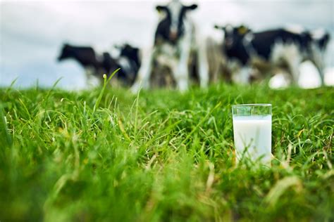 Editorial Dairy Compensation Plan Announcement Ill Timed Farmtario