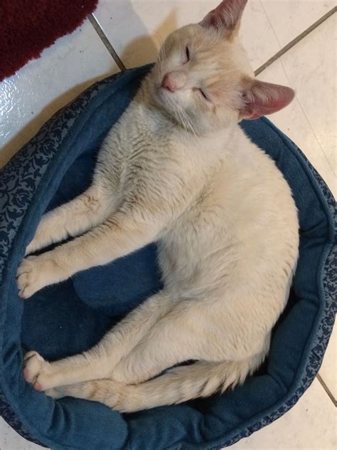 The cfa classify the flame point siamese cat as a colorpoint shorthair and refer to them as red points but do not acknowledge them as a siamese. This is my Flame point Siamese and his name is Nugget ...