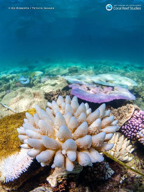 What provides a home for more than 25% of ocean life but only takes up 1% of the ocean floor? Coral reefs are bleaching way more frequently because of ...
