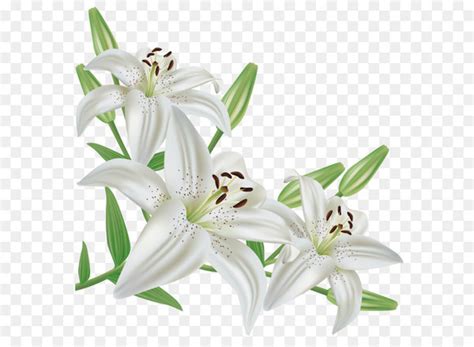 Free Lilium Candidum Flower Easter Lily Arum Lily Clip Art White