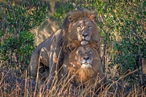 Male Lion Behavior Home Interior Design