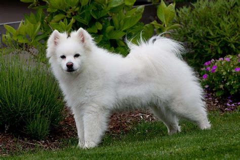 13 Things You Dont Know About American Eskimo Dogs Our Dog Breeds