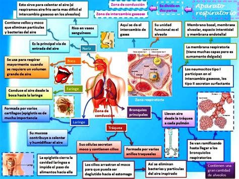 Fisiología Del Sistema Respiratorio Cuerpo Humano