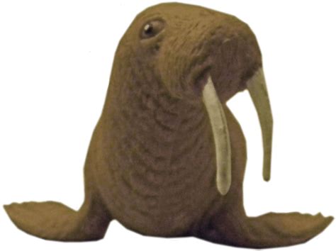 Walrus Mammal Png Immagine Png All