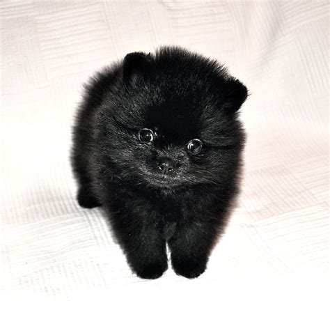 Black Pomeranians Dee Dees Pomeranians