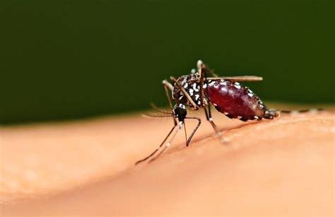 Malaria Gejala Penyebab Dan Mengobati Alodokter