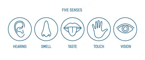 Five Senses Icons Svg Human Senses Png Sight Clipart Hearing Dxf