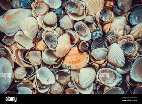 Mixed Colorful Sea Shells As Background Sea Shell Texture Stock Photo