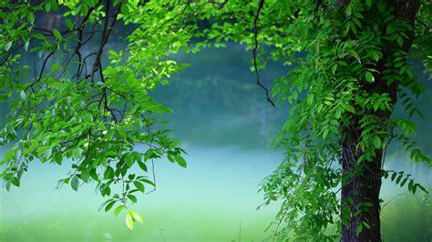 Green Tree Background Hd Download Draw Flamingo