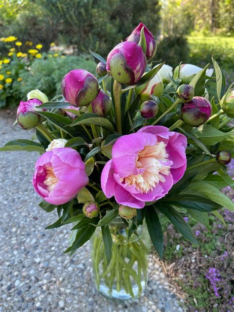 Eight Reasons Why Peonies Wont Bloom Gardening With Sharon