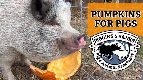 Pumpkins For Pigs Youtube