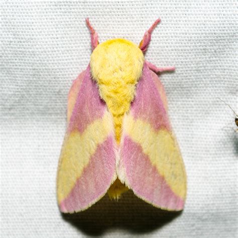On The Subject Of Nature The Showy World Of Moths