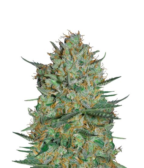 Dinafem White Widow Xxl Autoflowering Seeds Green Parrot