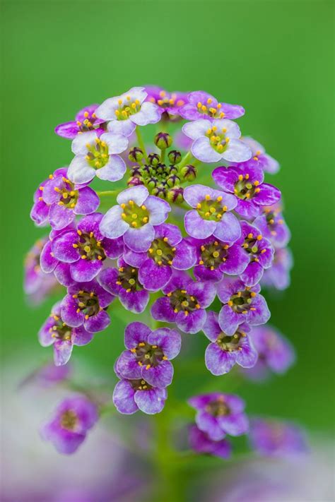 Find & download free graphic resources for small flowers. ~~It's a Small Small World | Tiny flowers Lobularia ...