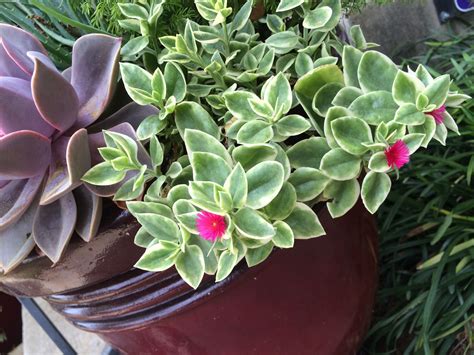 Heart Leaf Ice Plant Variegated In Bloom Succulent Container