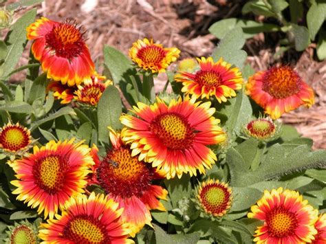 10 Perennial Flowers You Can Start From Seed Flowers Perennials Long