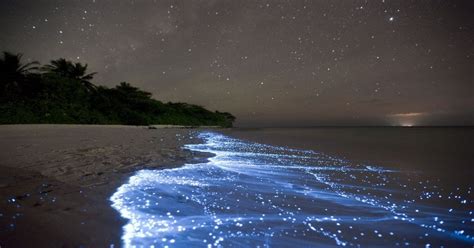 Sea Of Stars On Vaadhoo Island In The Maldives Pics
