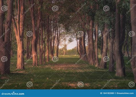Sunlight On Pathway Between Trees In Forest Stock Photo Image Of Walk
