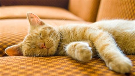 Kitten Sleeping Habits Guide Vets4pets