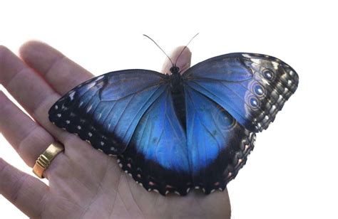 Texas Blue Butterfly