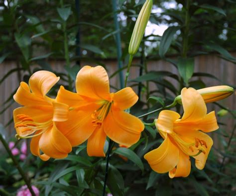 African Queen Trumpet Lily