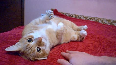 Cat Demands Petting Youtube