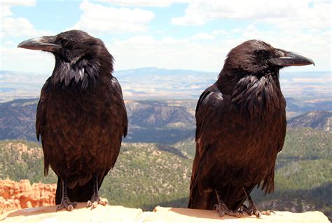 Ravens Of Odin Huginn And Muninn Odin S Ravens Raven Pagan Gods