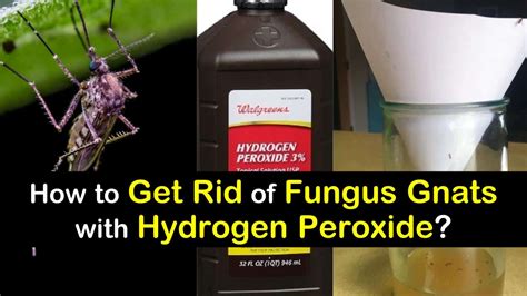 How Can I Get Rid Of Fungus Gnats With Hydrogen Peroxide