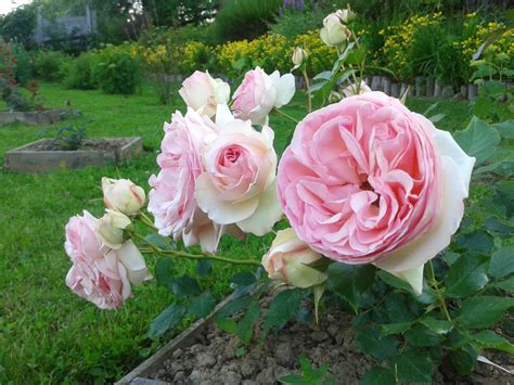Ranczo Elma Róża Eden Rose 85