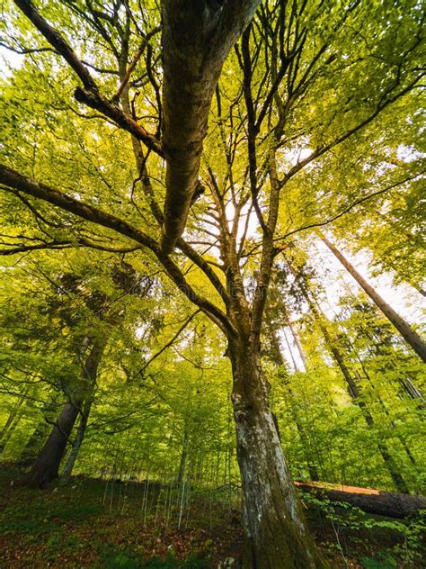 Beautiful Forest Landscape Stock Image Image Of Tree 181746911