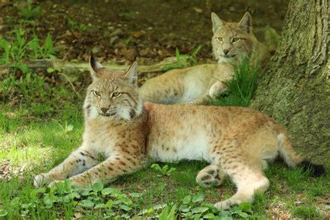 Portrait Of Two European Lynx Lying Under A Tree Stock Image Image Of