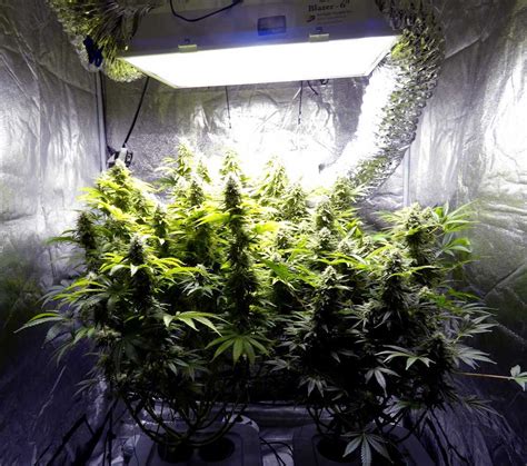 How To Grow Weed: A Step-by-Step Guide For Beginners | High Times